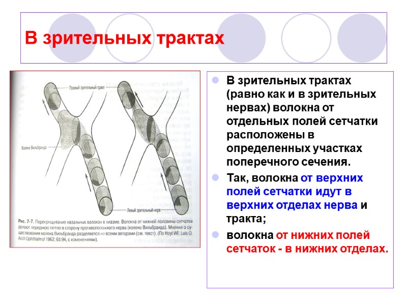 В зрительных трактах В зрительных трактах (равно как и в зрительных нервах) волокна от